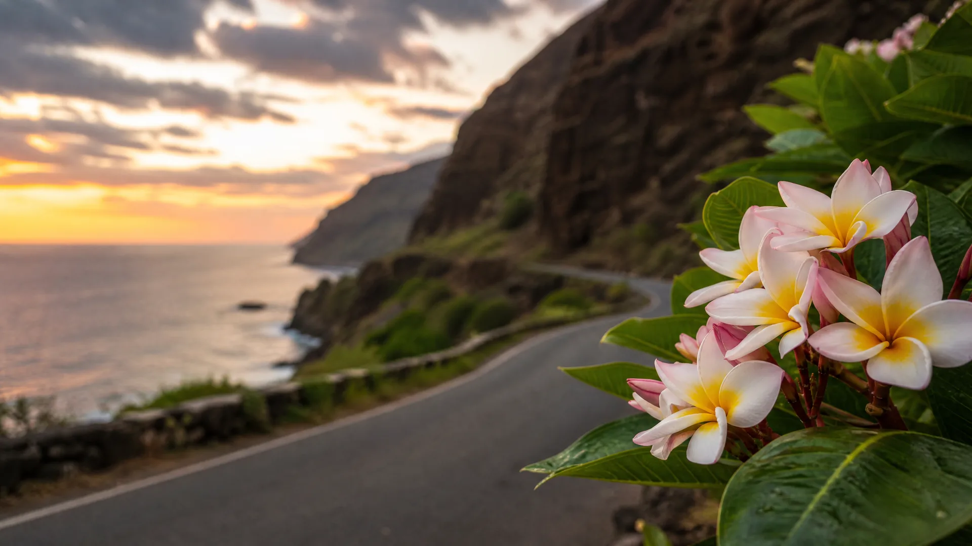 Close-up of pink and yellow plumeria flowers with green leaves beside a curving coastal road, with cliffs and the ocean at sunset in the blurred background.